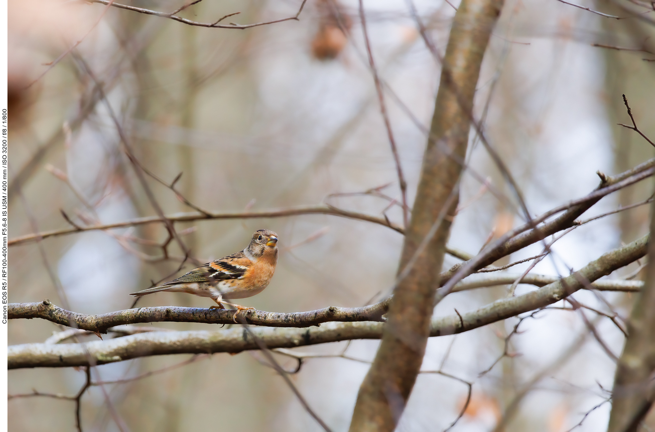 Bergfink [Fringilla montifringilla]