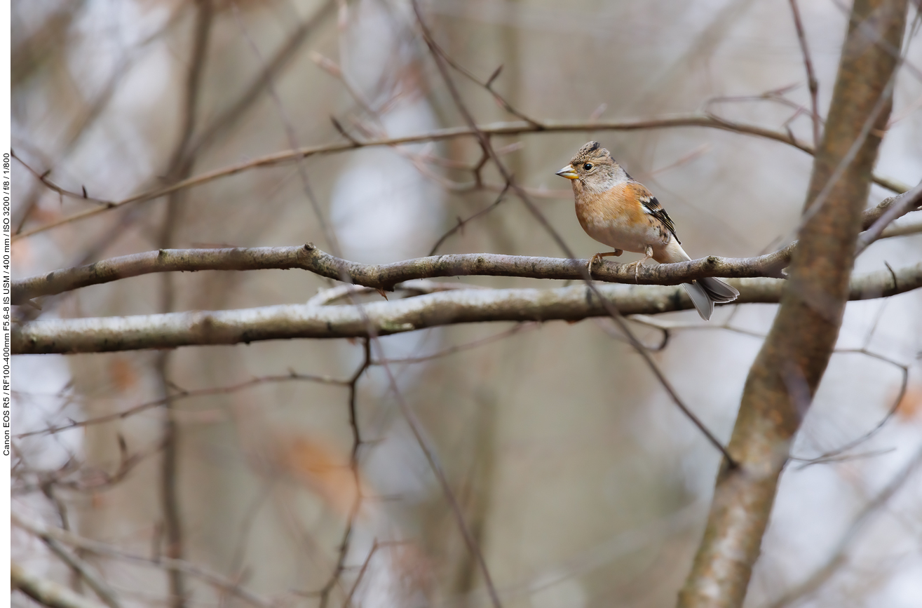 Bergfink [Fringilla montifringilla]