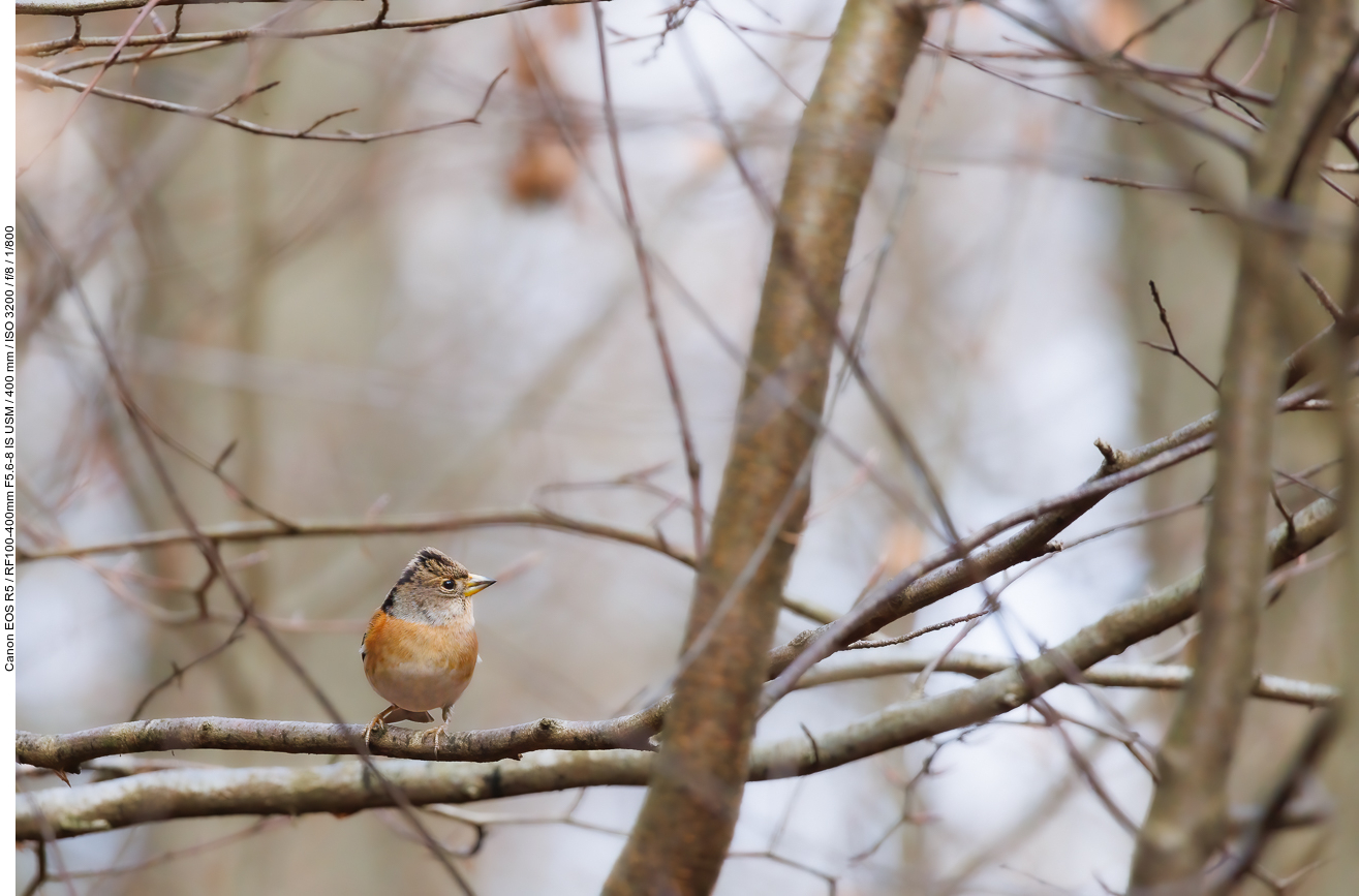 Bergfink [Fringilla montifringilla]