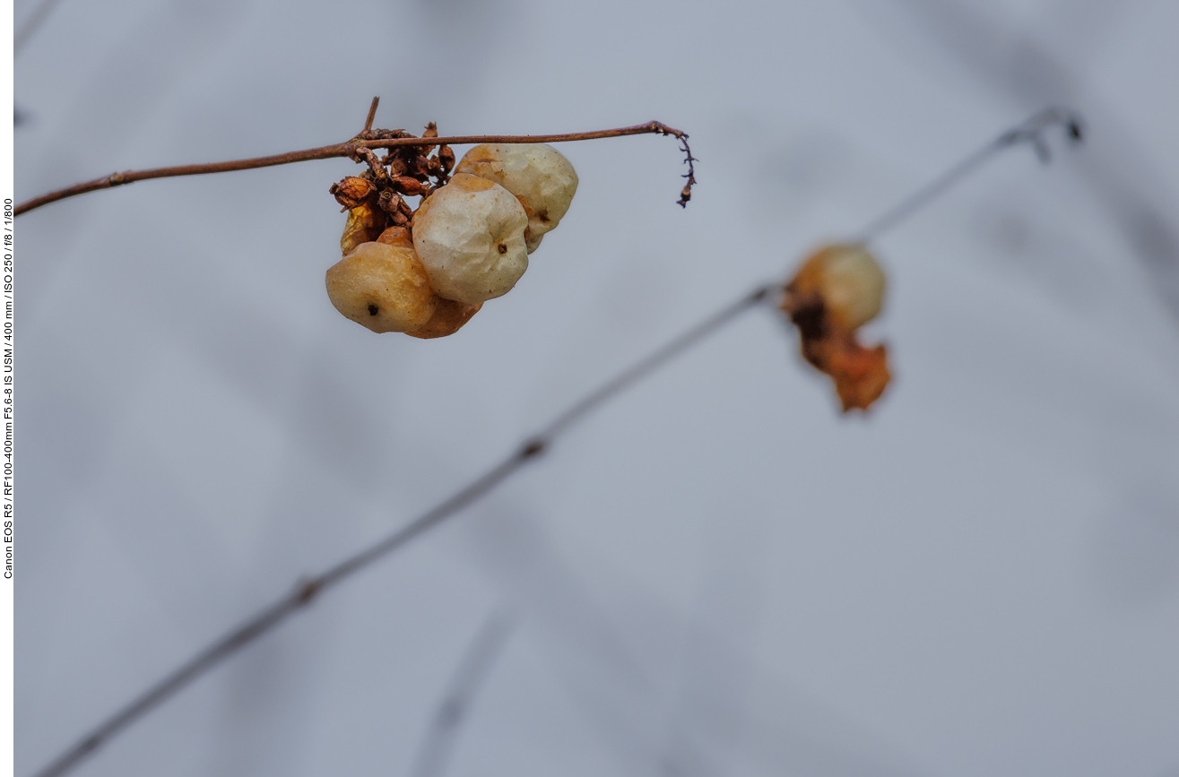 Gemeine Schneebeere [Symphoricarpos albus]