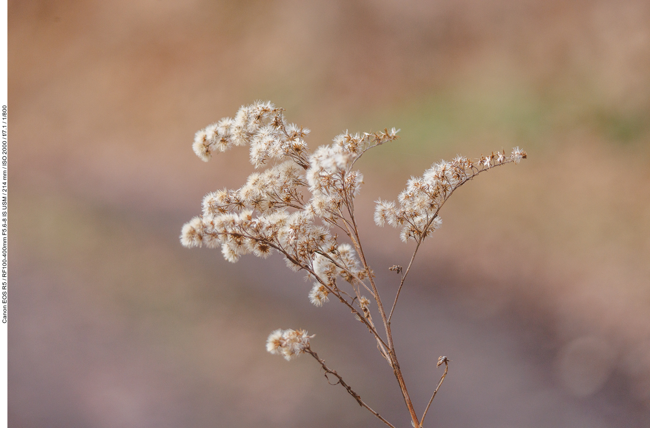 Gewöhnliche kanadische Goldrute [Solidago canadensis]