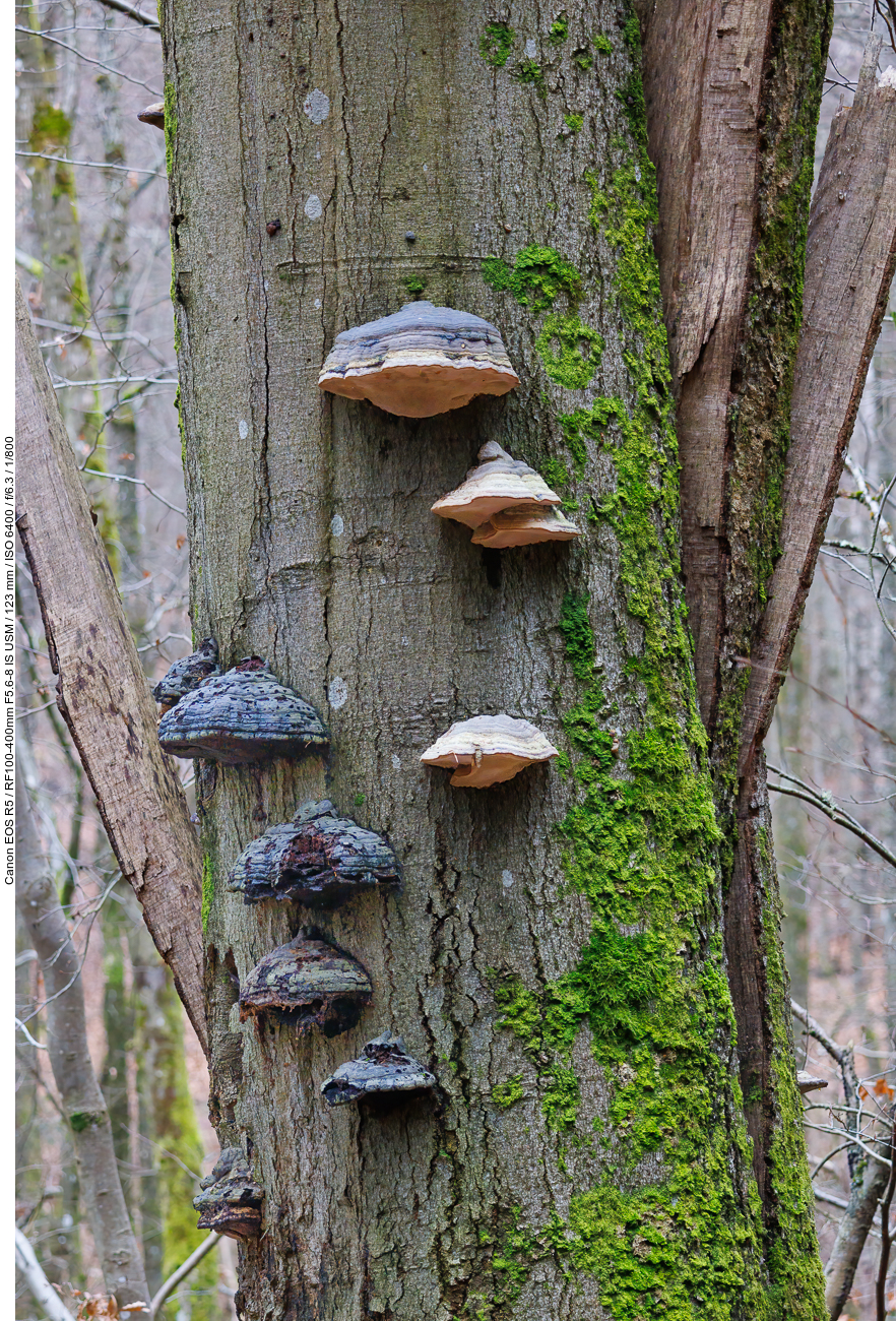 Zunderschwämme [Fomes fomentarius]