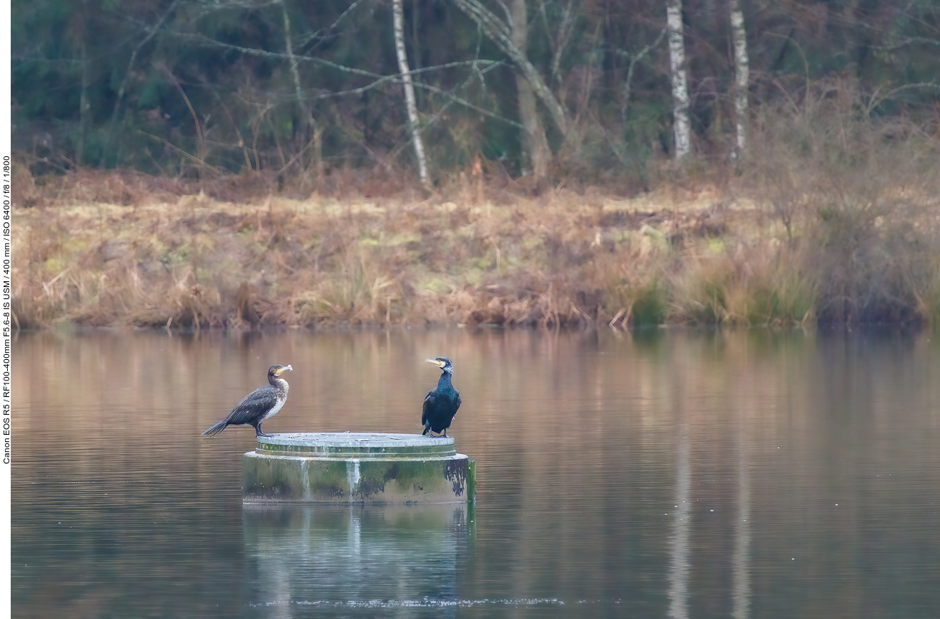 Kormorane [Phalacrocorax carbo] auf dem Eulensee