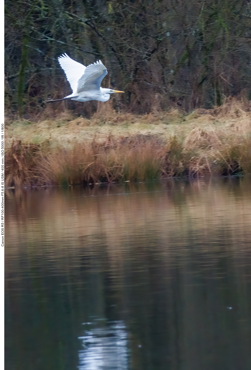 Silberreiher [Ardea alba]