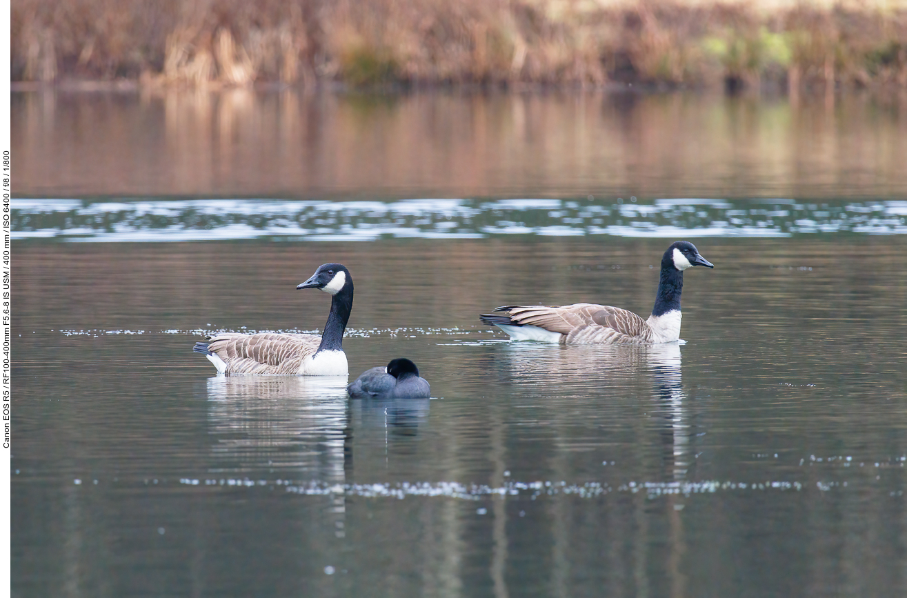 Kanadagänse [Branta canadensis] und ein Blässhuhn [Fulica atra]