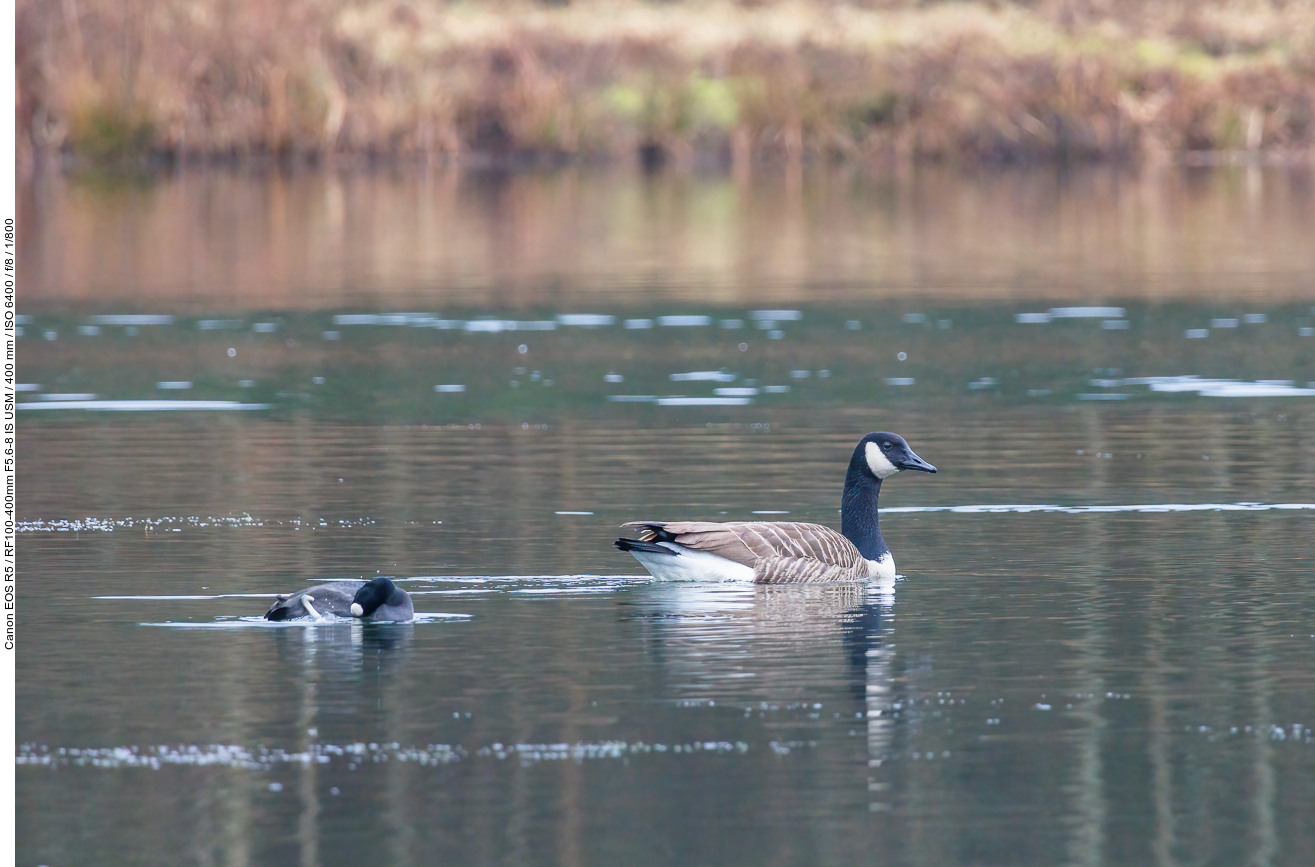 Kanadagans [Branta canadensis] und ein Blässhuhn [Fulica atra]