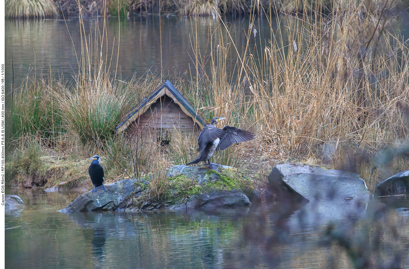 Kormorane auf einer Insel im Eulensee