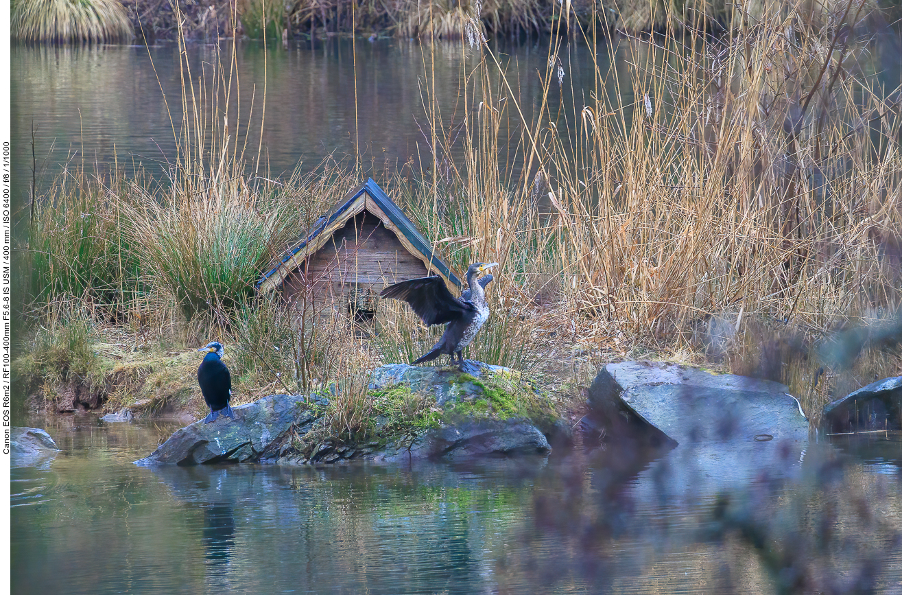 Kormorane auf einer Insel im Eulensee