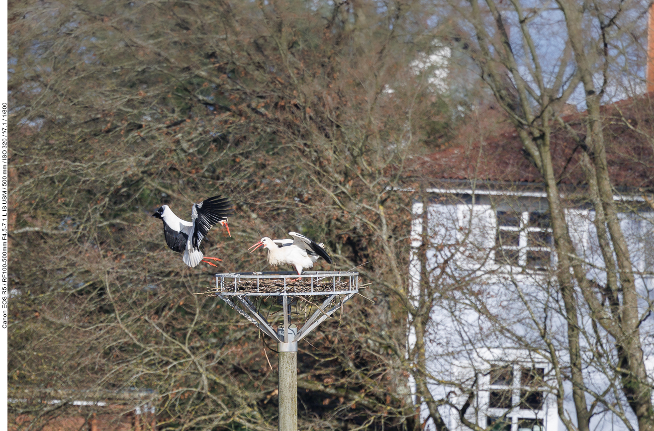 Er landet auf Nest Nr. 3 ...