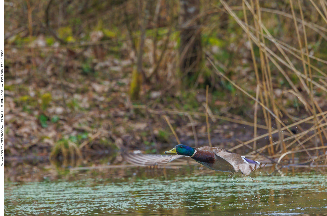 ... aus dem Wasser und fliegt davon