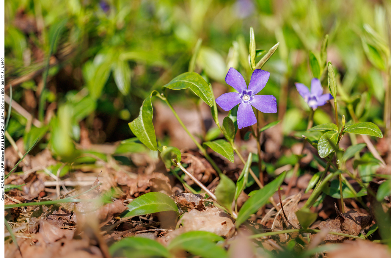 Kleines Immergrün [Vinca minor]