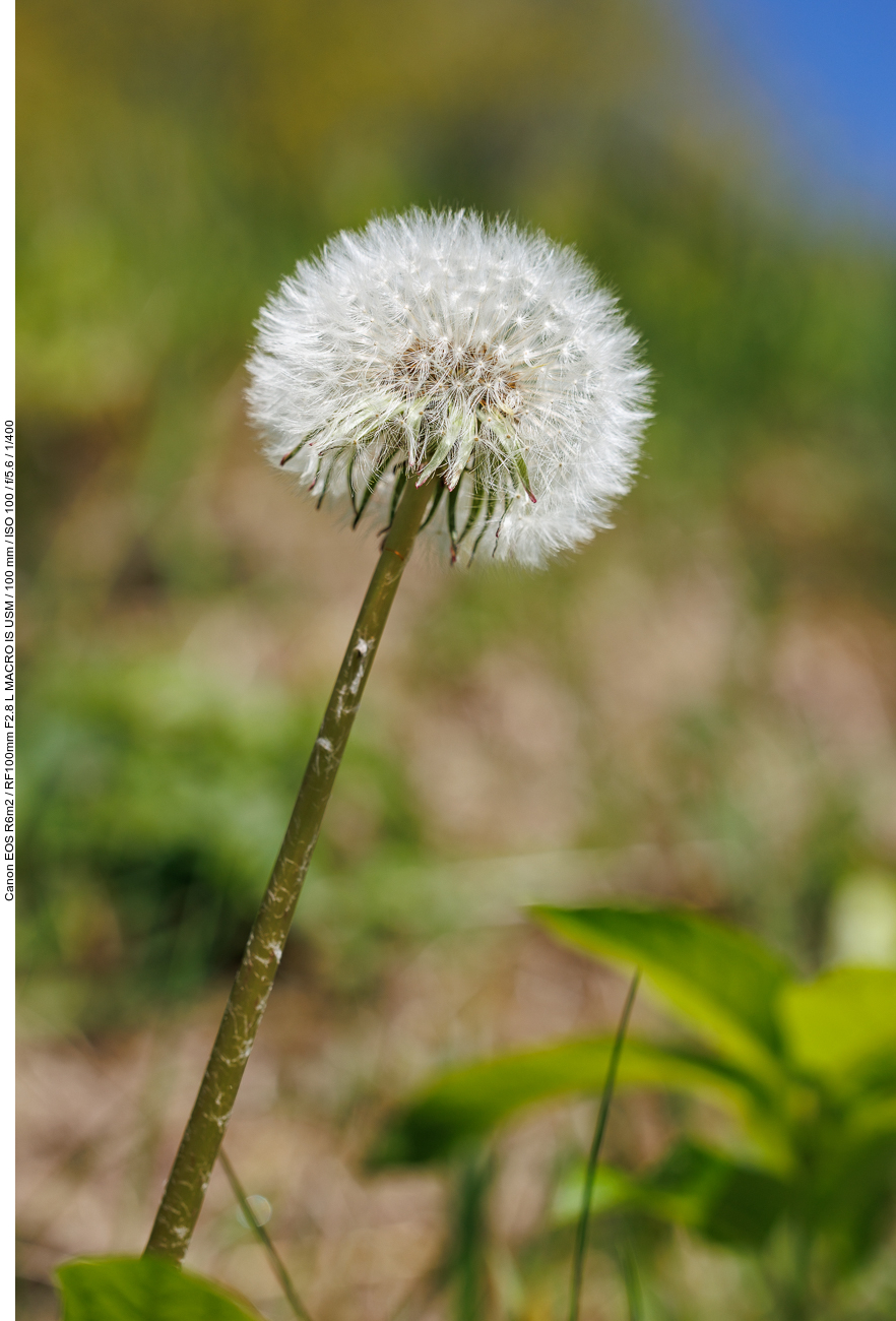 Geröteter Löwenzahn [Taraxacum rubicundum]