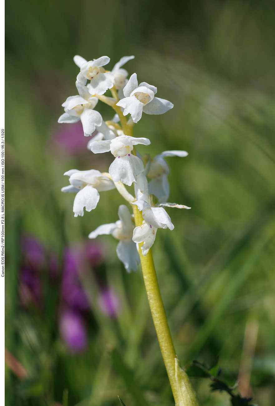 Weißes Kuckucks-Knabenkraut [Orchis mascula albin]