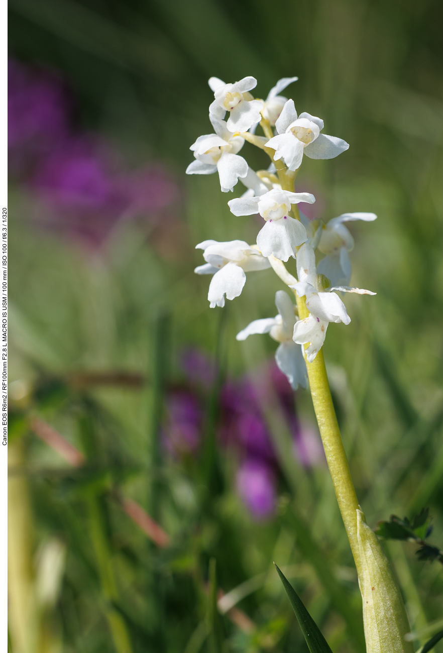 Weißes Kuckucks-Knabenkraut [Orchis mascula albin]