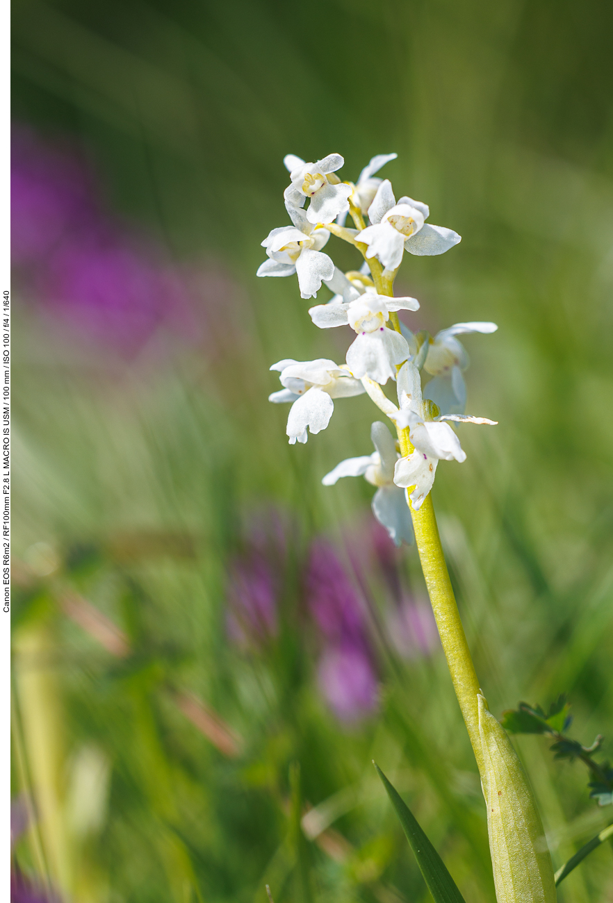 Weißes Kuckucks-Knabenkraut [Orchis mascula albin]