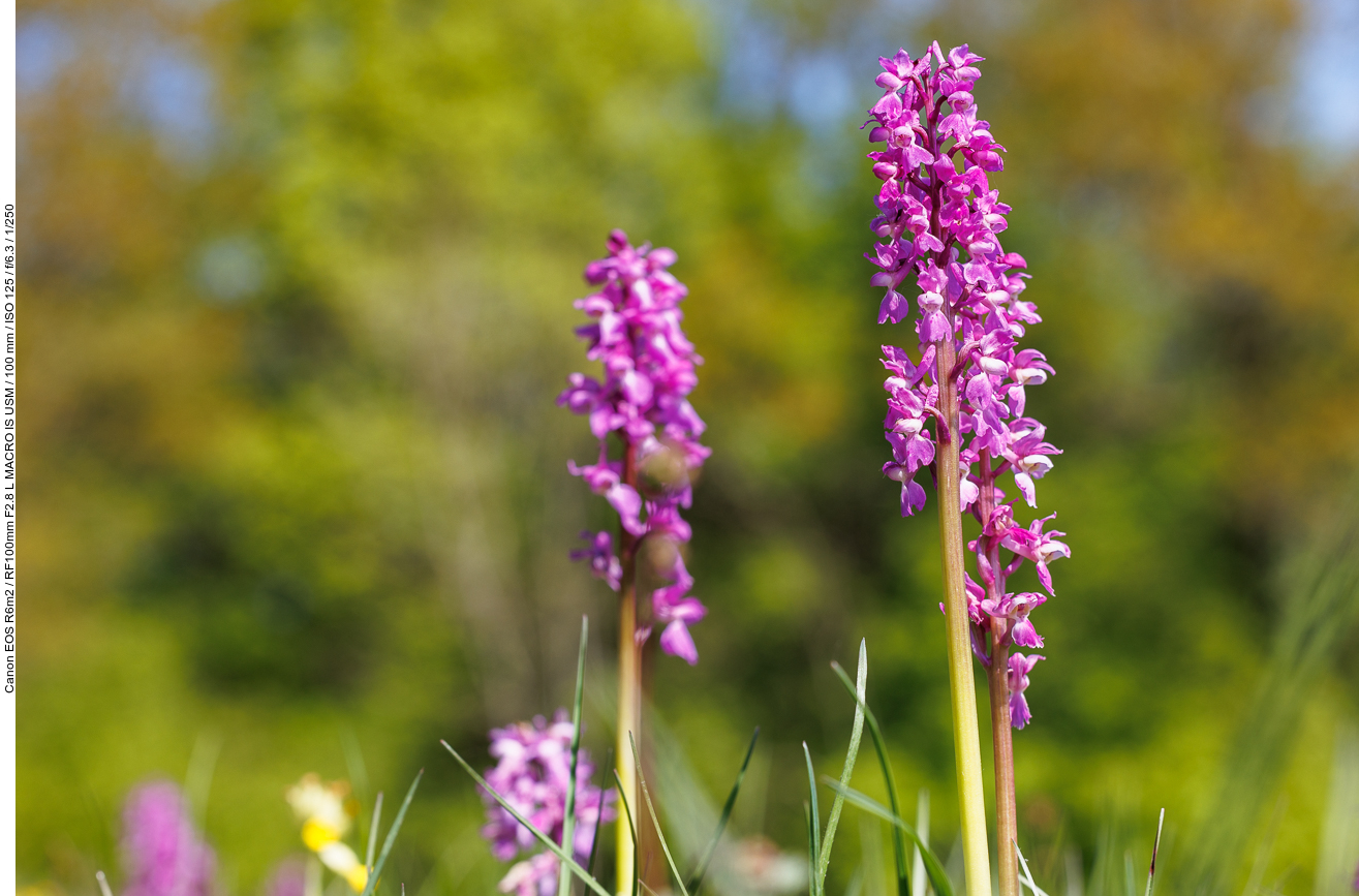 Kuckucks-Knabenkraut [Orchis mascula]