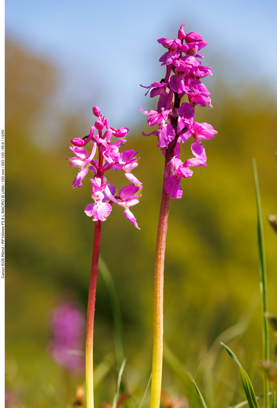 Kuckucks-Knabenkraut [Orchis mascula]