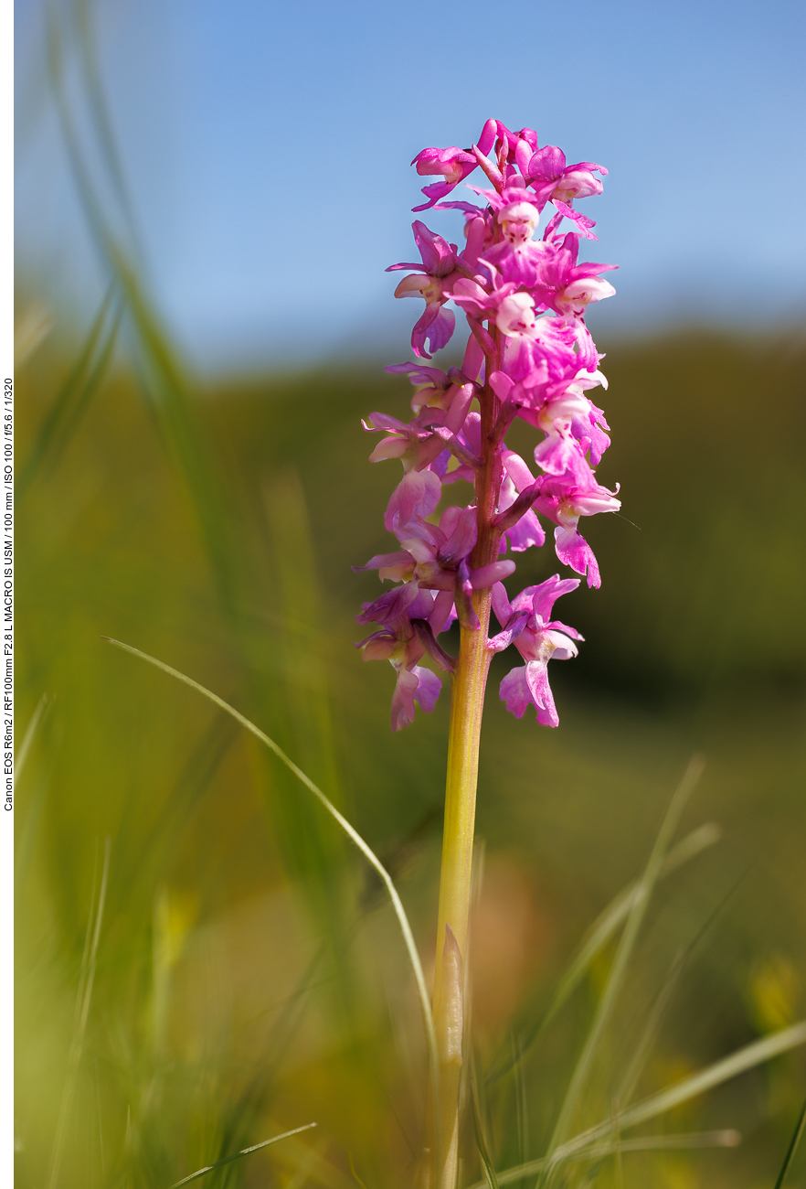 Kuckucks-Knabenkraut [Orchis mascula]