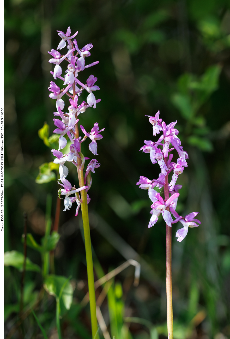 Vermulich Südfranzösisches Knabenkraut [Orchis olbiensis] 