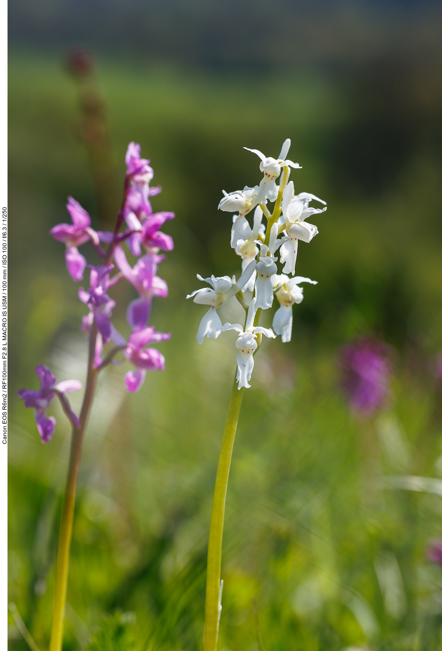 Weißes Kuckucks-Knabenkraut [Orchis mascula albin] und im Hintergrund Kuckucks-Knabenkraut [Orchis mascula]