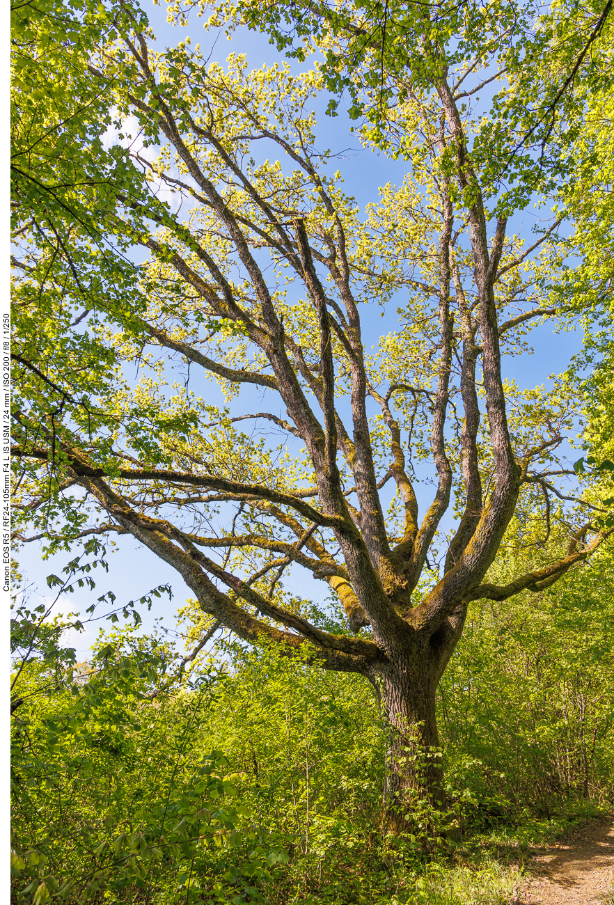 Schöner Baum am Waldrand