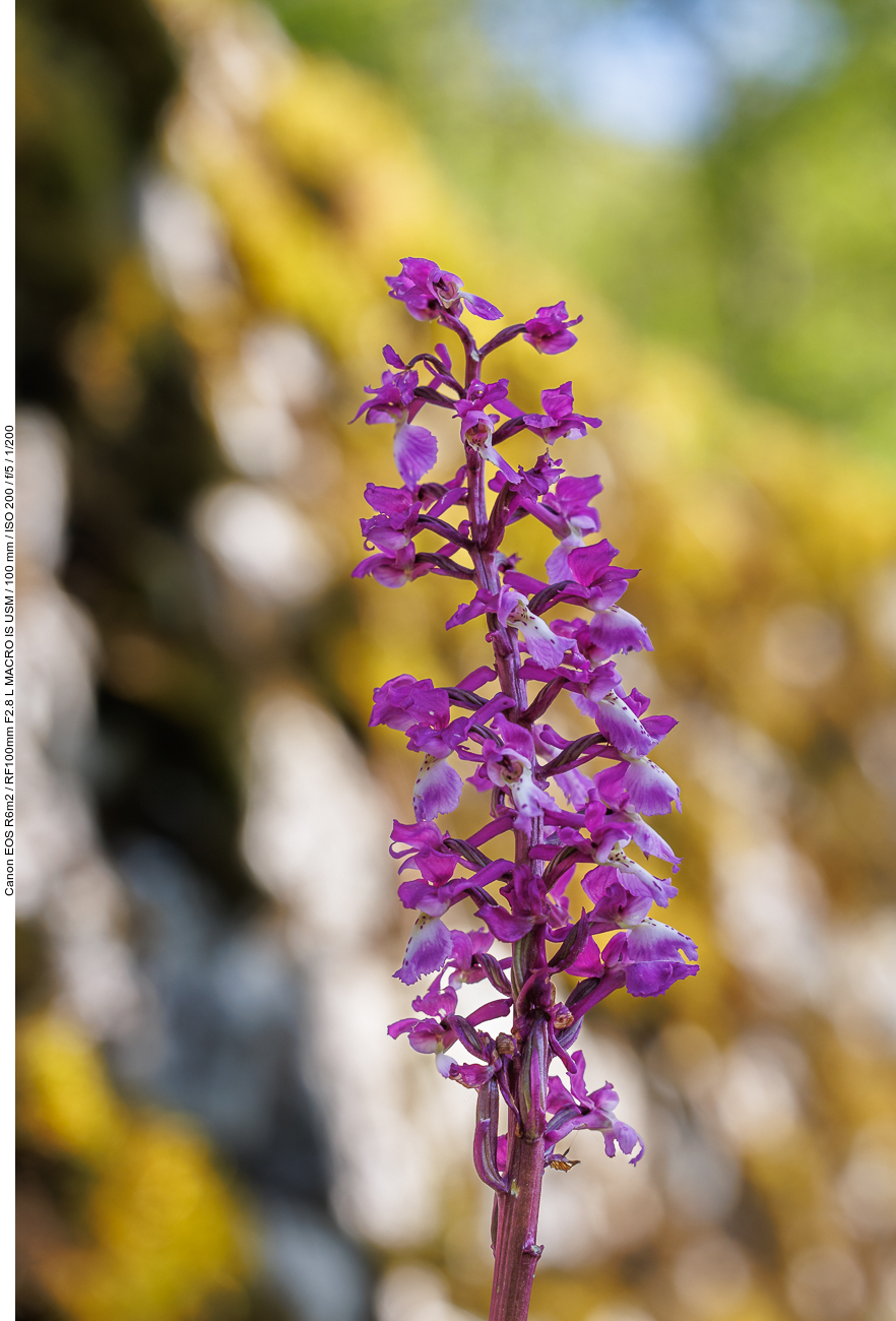 Kuckucks-Knabenkraut [Orchis mascula]