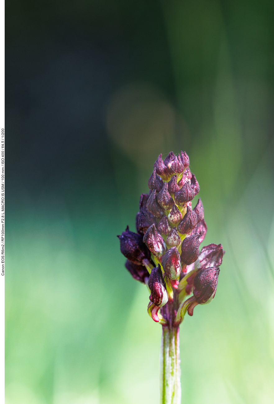 Purpur-Knabenkraut [Orchis purpurea]