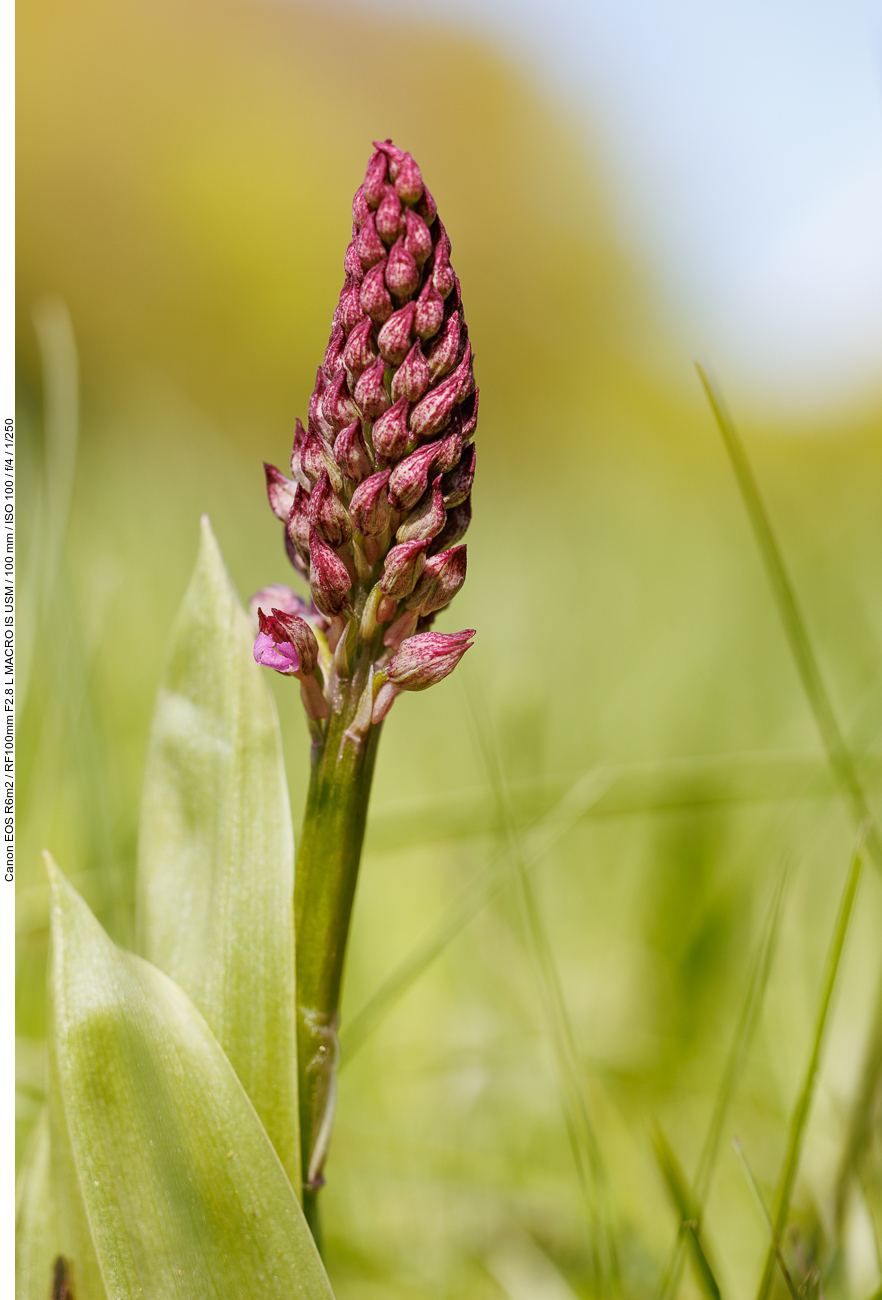 Purpur-Knabenkraut [Orchis purpurea]