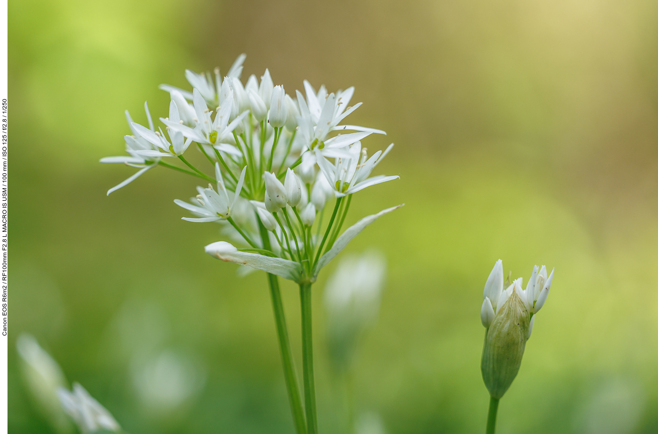 Bärlauchblüten