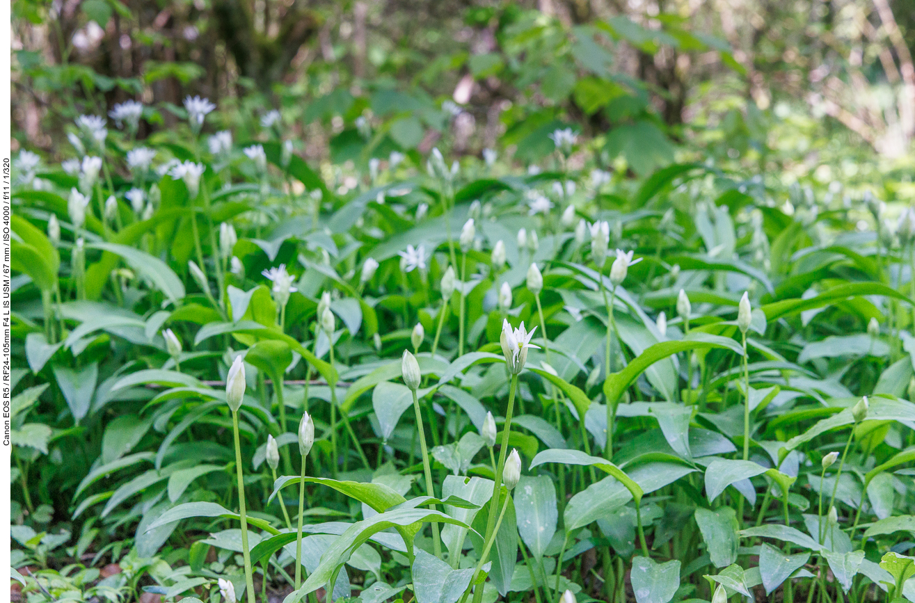 Bärlauch im Wald