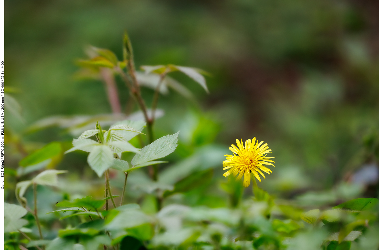 Löwenzahn [Taraxacum officinale]