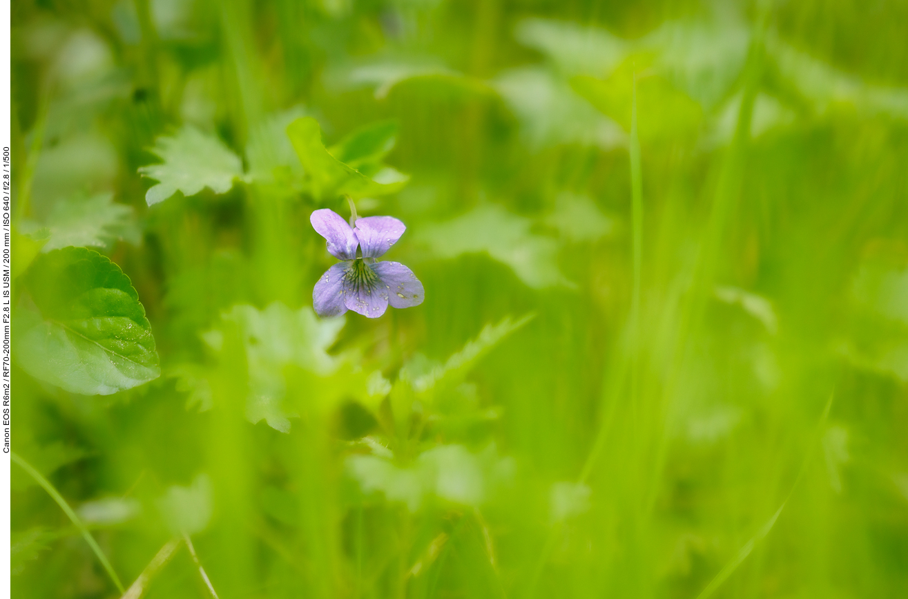 Gewöhnliches Hundsveilchen [Viola canina]