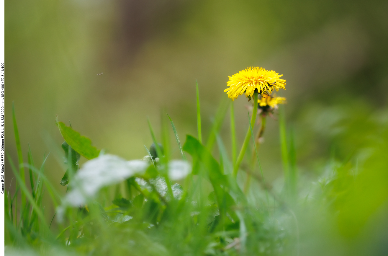 Löwenzahn [Taraxacum officinale]