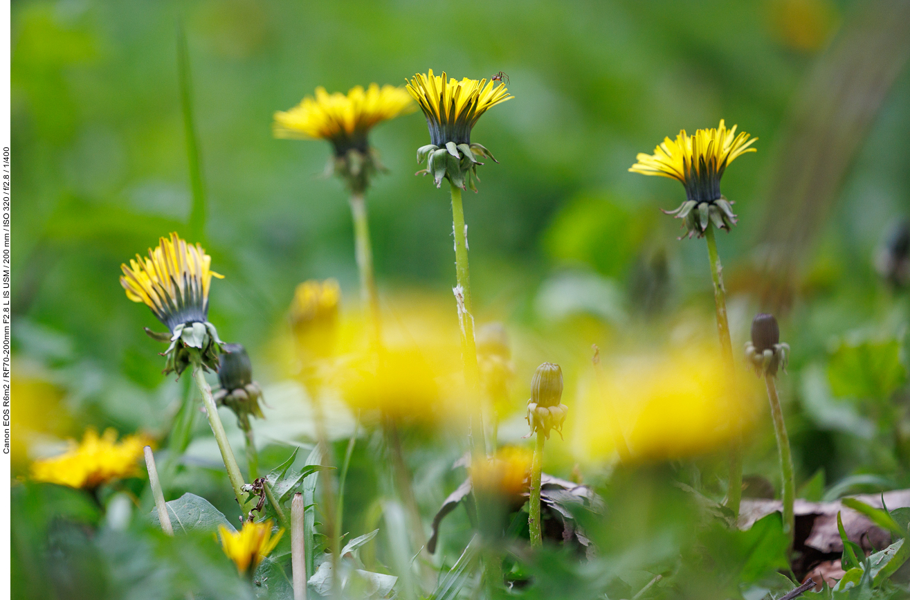 Löwenzahn [Taraxacum officinale] mit kleiner Spinne