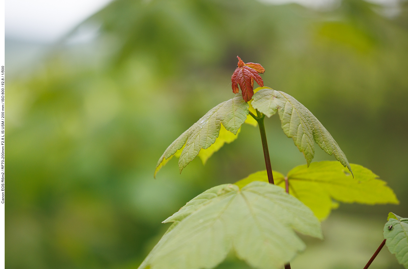 Berg-Ahorn [Acer pseudoplatanus]
