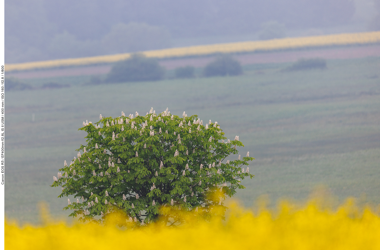 Gewöhnliche Rosskastanie [Aesculus hippocastanum] hinter einem Rapsfeld