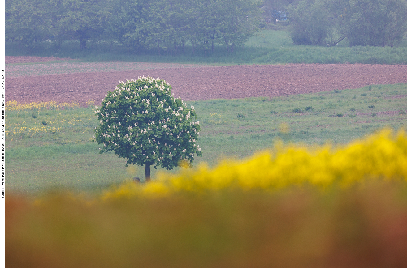 Gleiches Feld, anderer Kastanienbaum