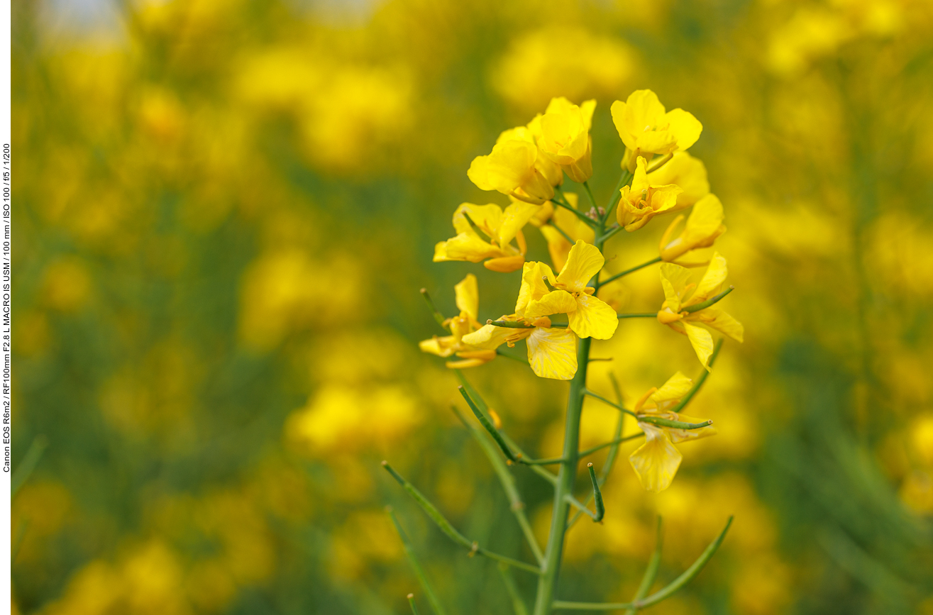 Raps [Brassica napus]