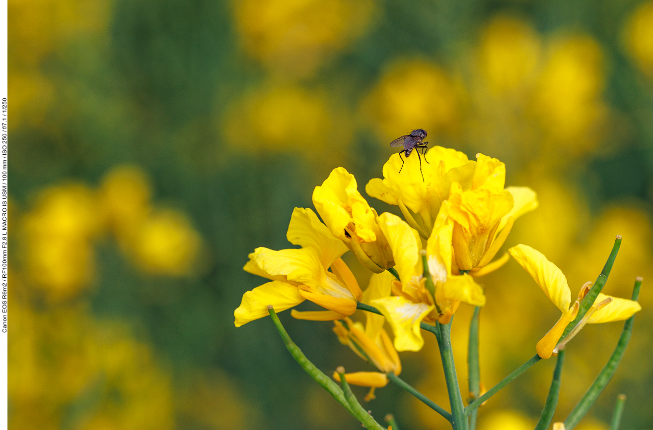 Fliege auf Rapsblüte