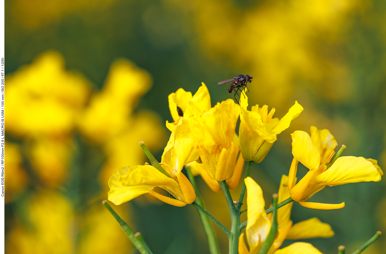 Fliege auf Rapsblüte