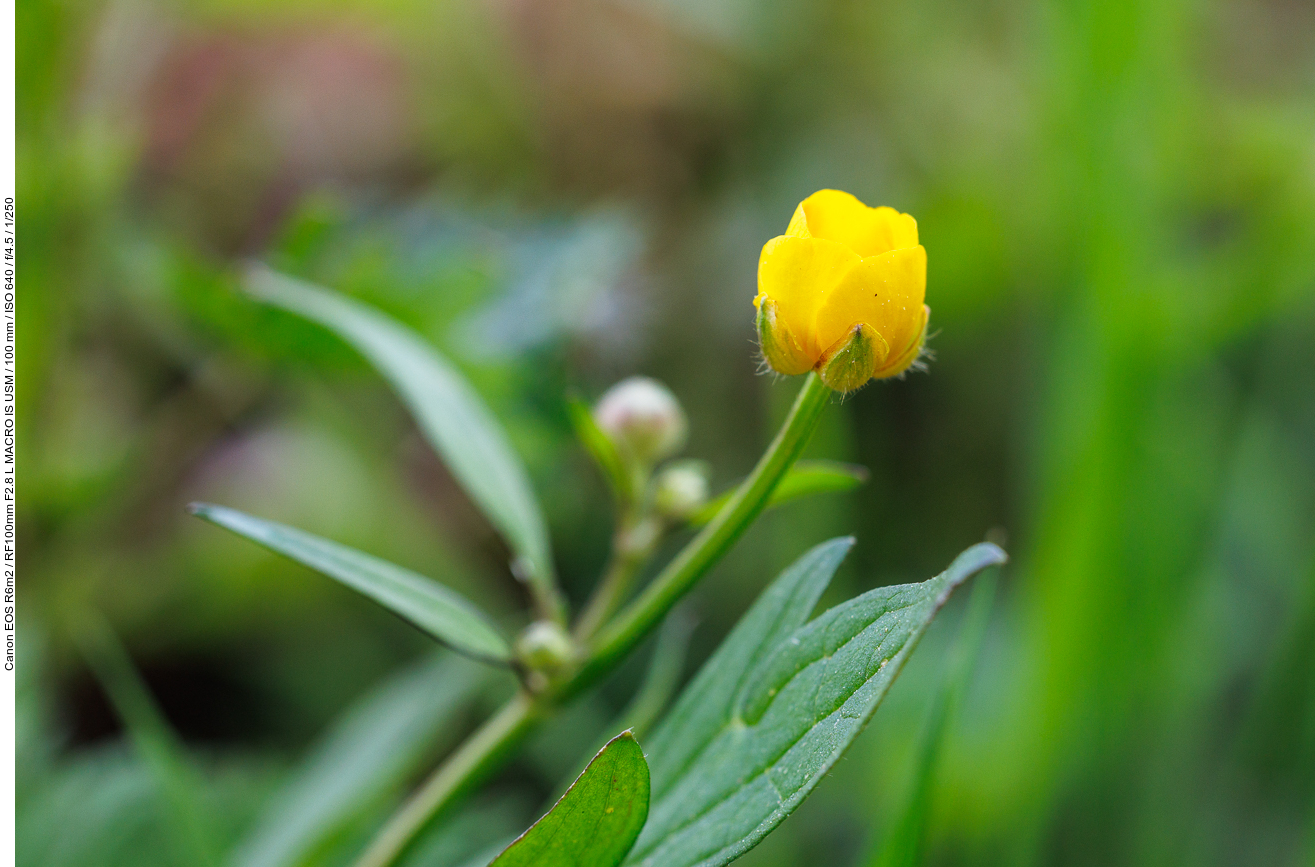 Kriechender Hahnenfuß [Ranunculus repens]