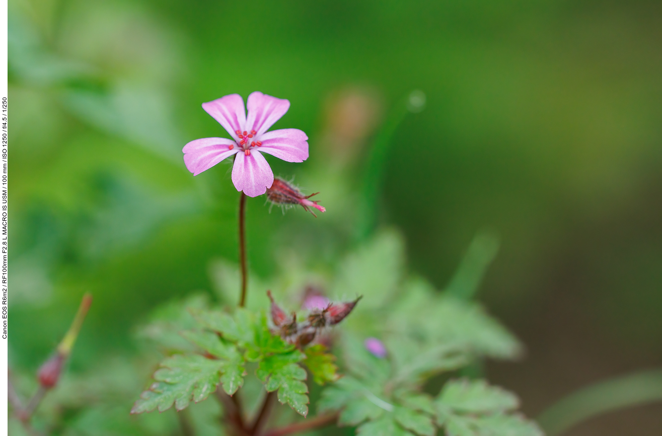 Stinkender Storchenschnabel [Geranium robertianum]