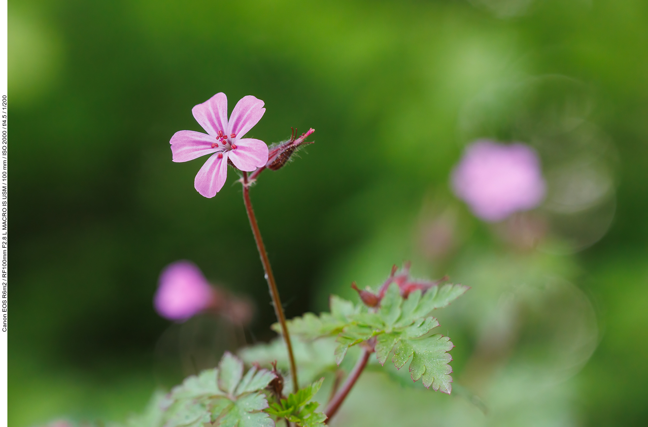 Stinkender Storchenschnabel [Geranium robertianum]