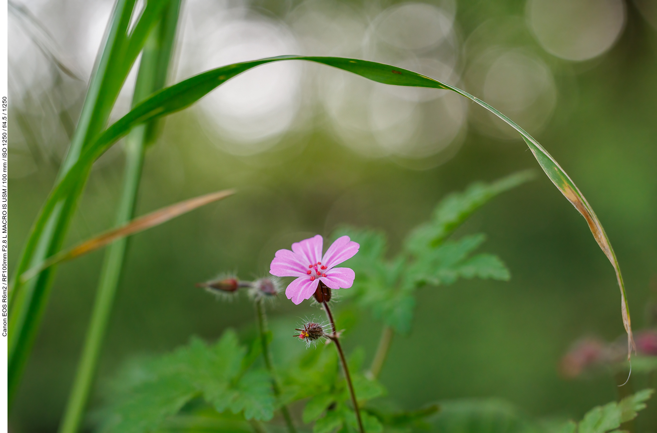 Stinkender Storchenschnabel [Geranium robertianum]