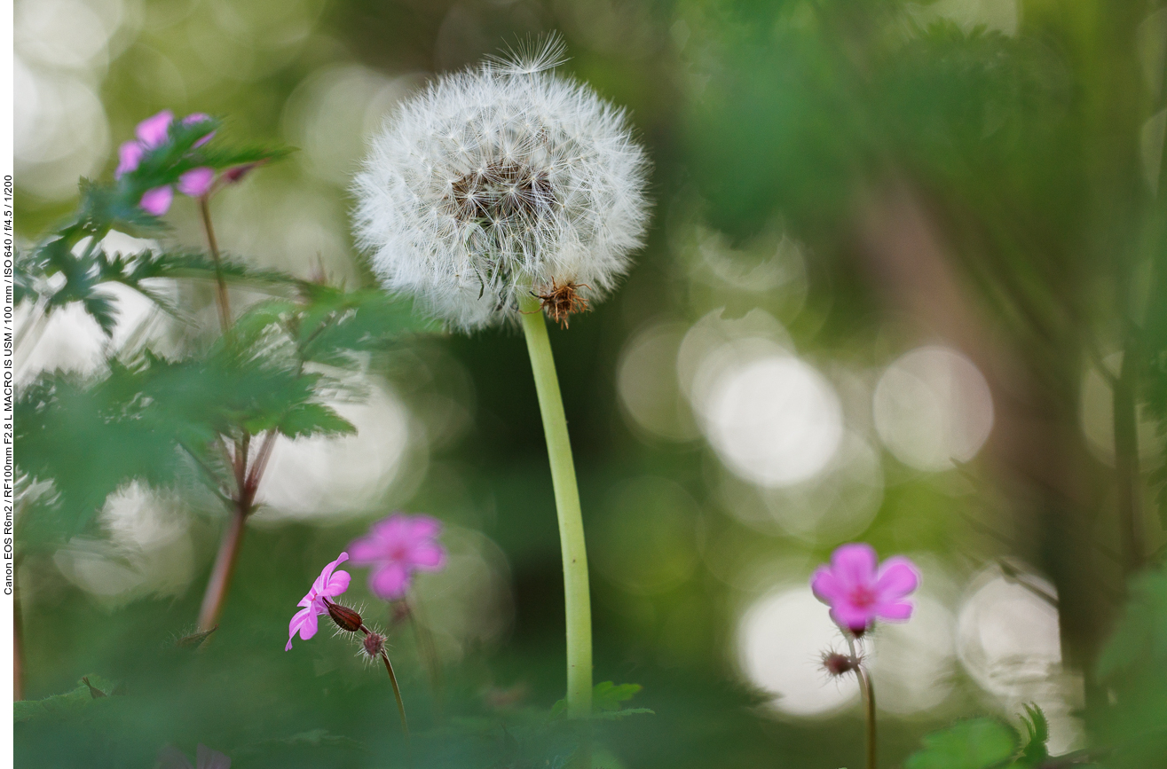 Löwenzahn [Taraxacum officinale]