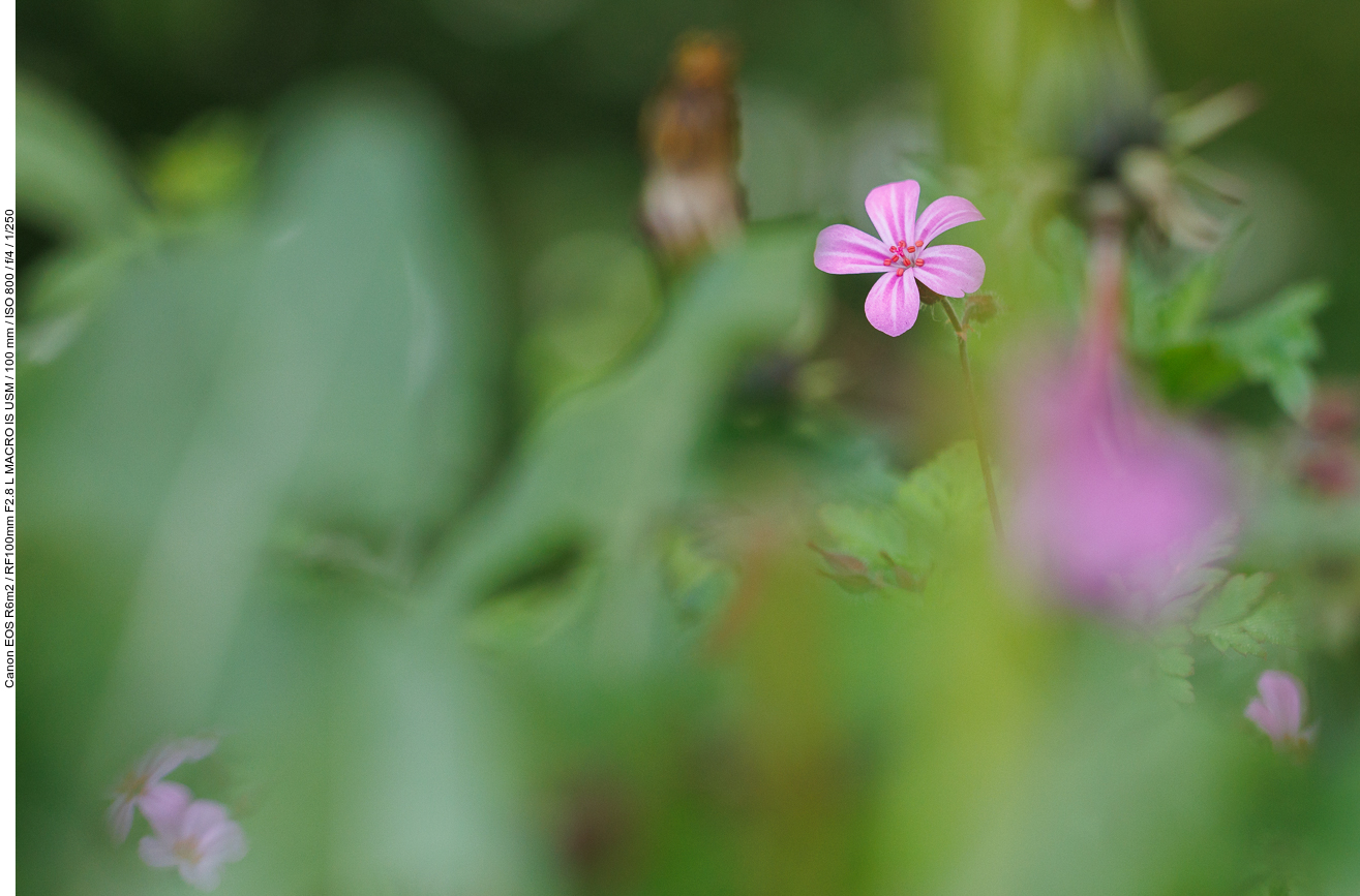 Stinkender Storchenschnabel [Geranium robertianum]