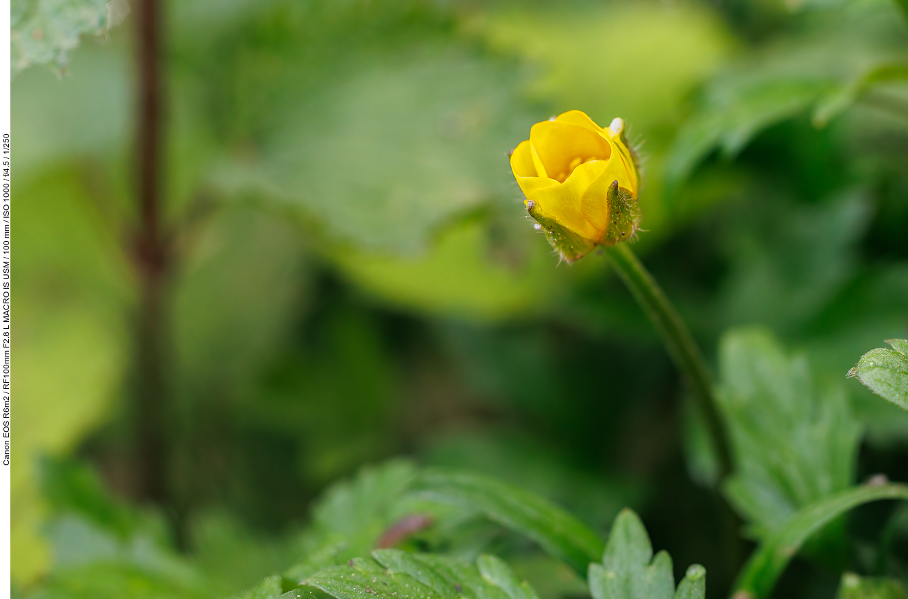 Kriechender Hahnenfuß [Ranunculus repens]