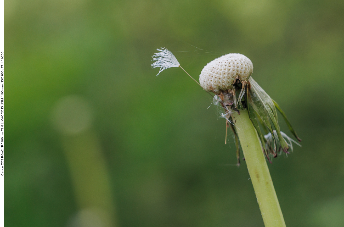 Löwenzahn [Taraxacum officinale], der letzte Samen