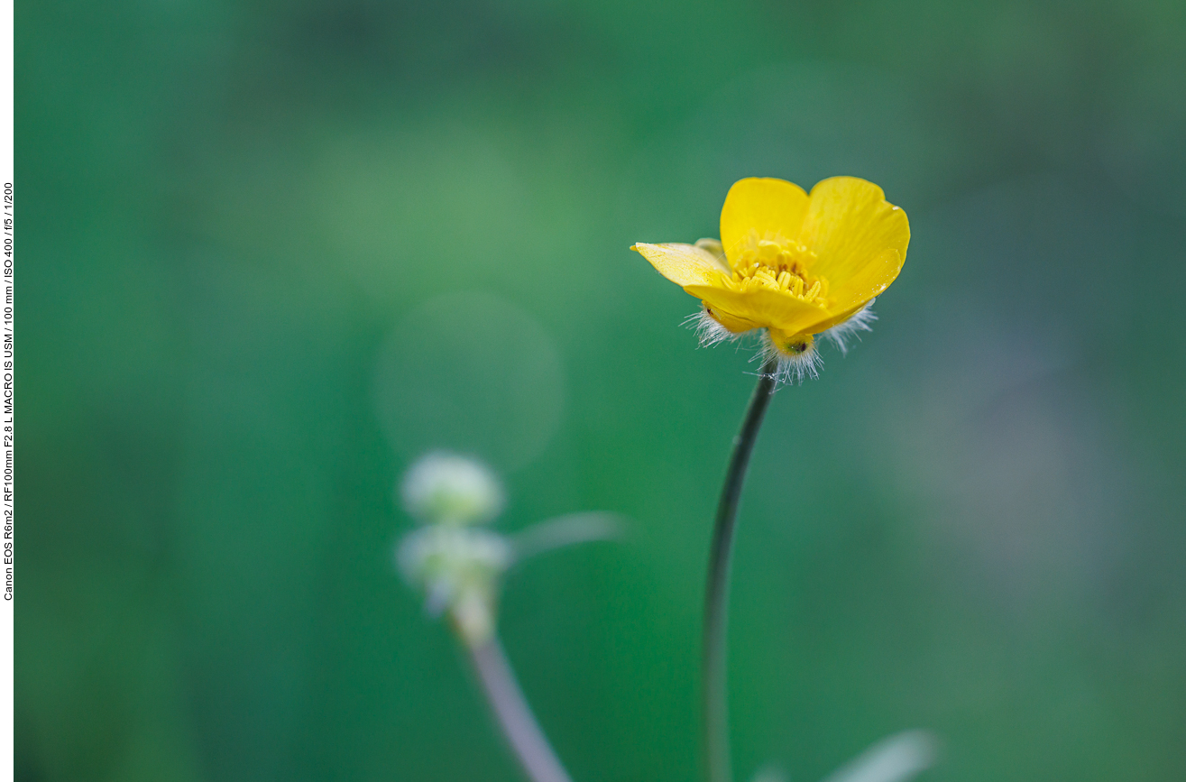 Wolliger Hahnenfuß [Ranunculus lanuginosus]