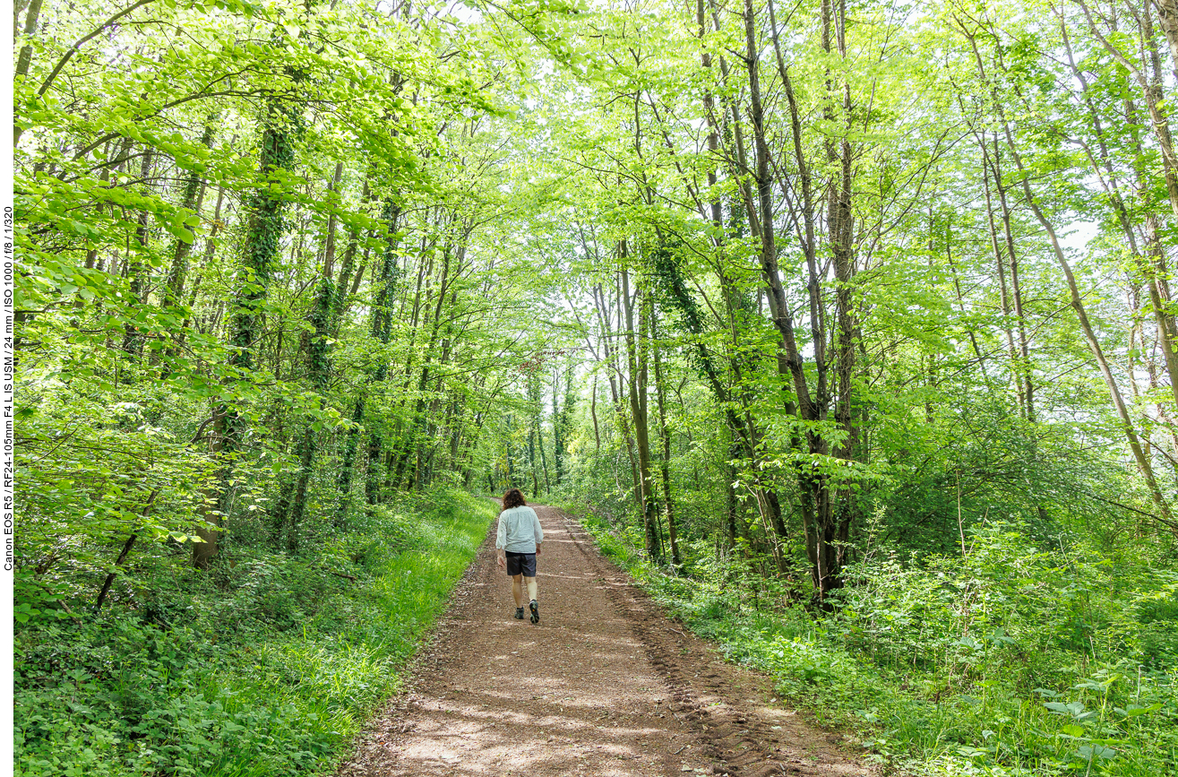 Wir starten auf einem breiten Waldweg ...